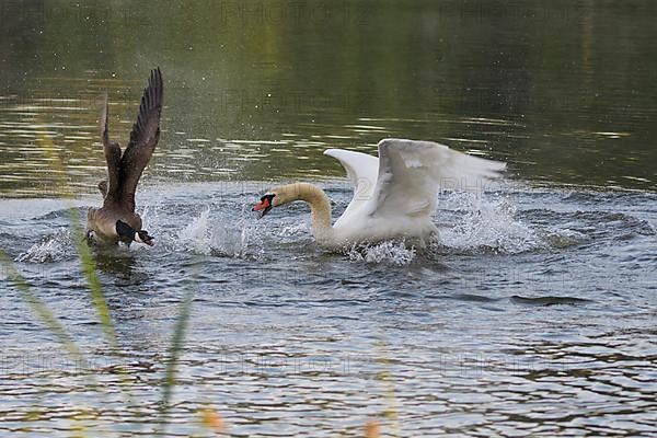Canada goose,