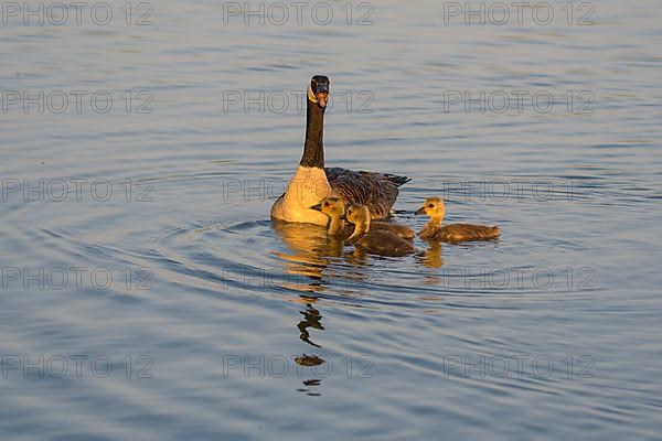 Canada goose,