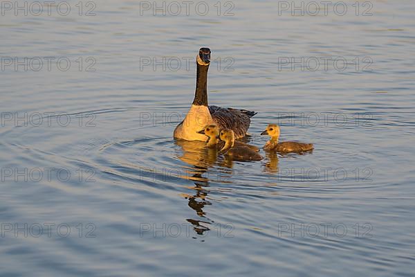 Canada goose,