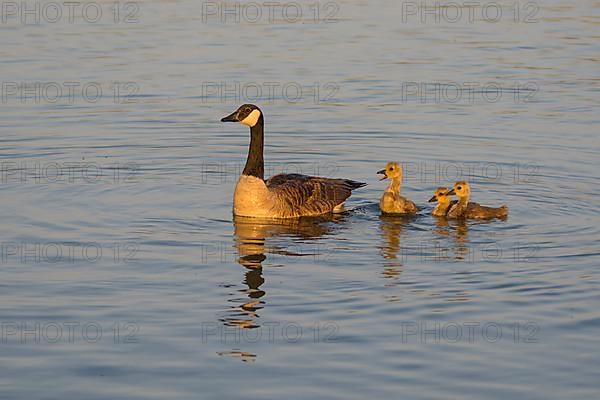 Canada goose,