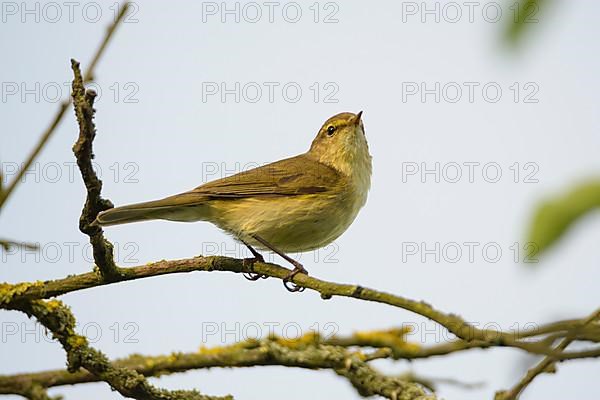 Willow warbler,