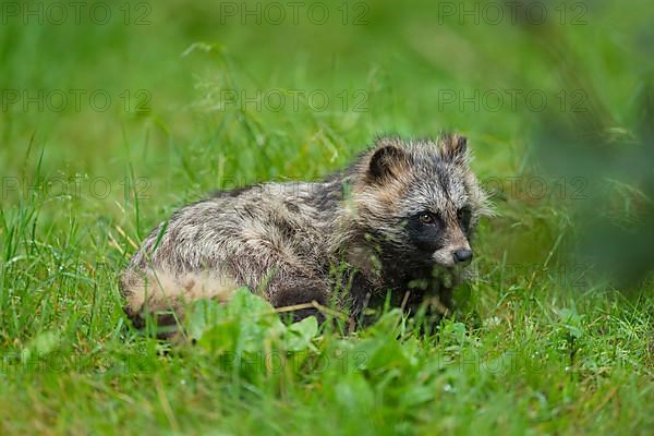 Raccoon dog,