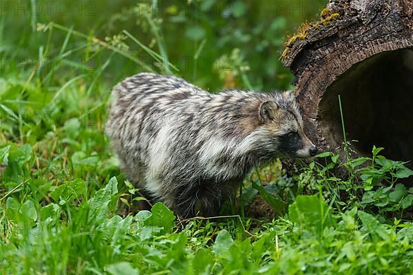 Raccoon dog,