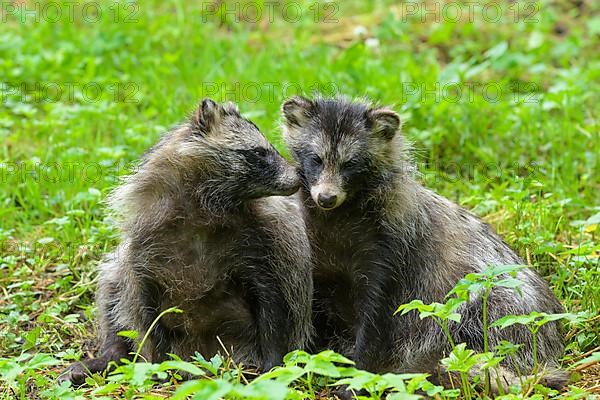 Raccoon dog,