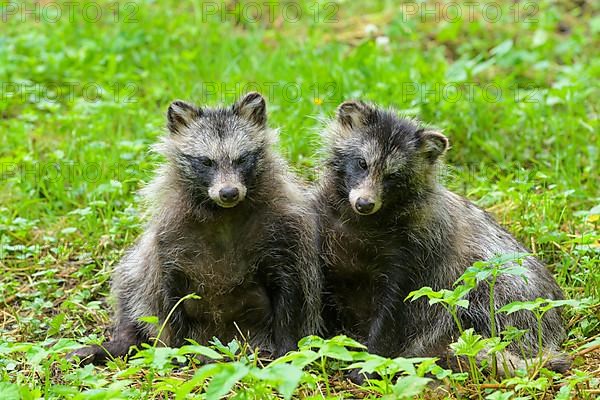 Raccoon dog,