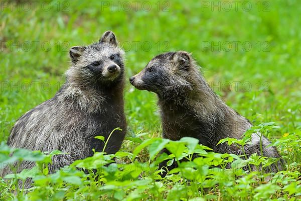 Raccoon dog,