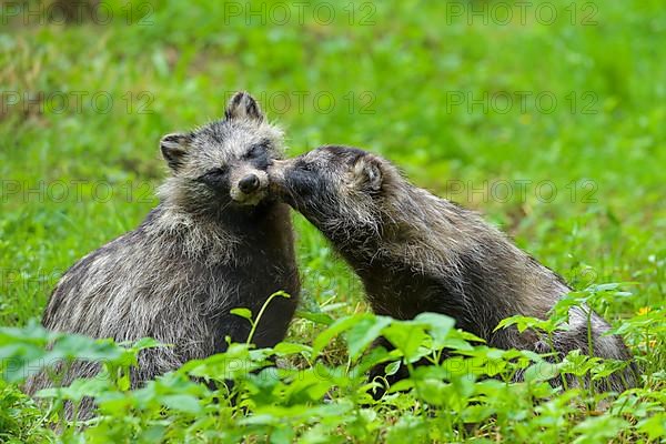 Raccoon dog,