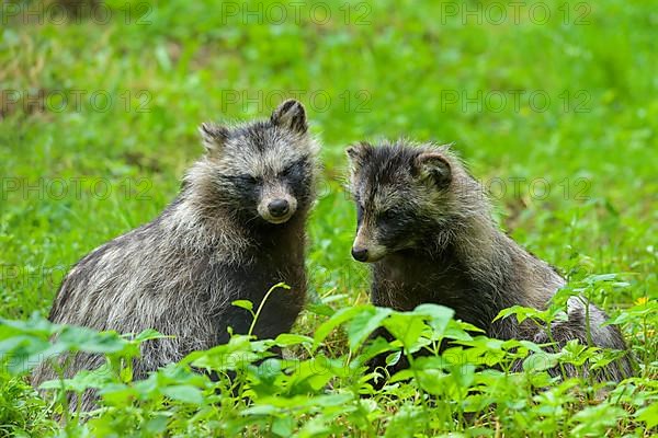 Raccoon dog,