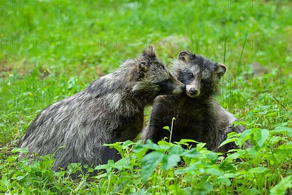 Raccoon dog,