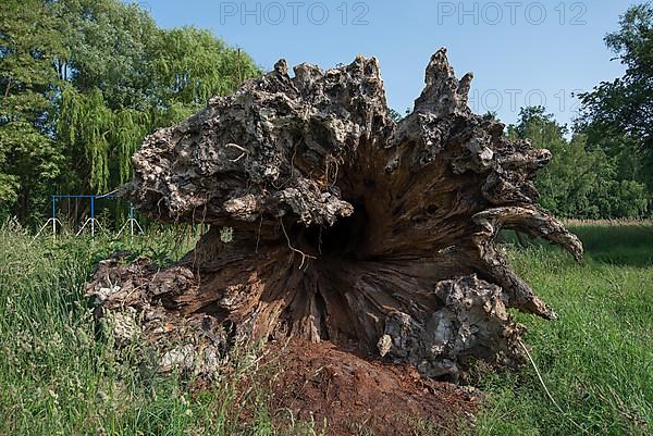 Rootstock of an uprooted oak tree,