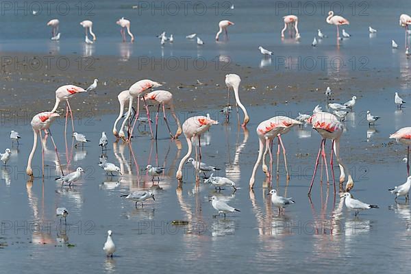 European Flamingo,