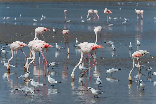 European Flamingo,