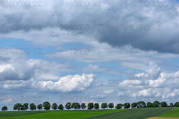 Avenue of large-leaved linden,