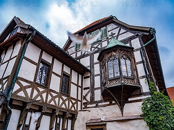 A dove flies in front of the bailiwick in the courtyard of Wartburg Castle, Thuringia