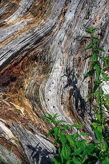 Decaying tree stump with nettles,