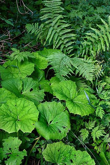 Leaves of white butterbur,