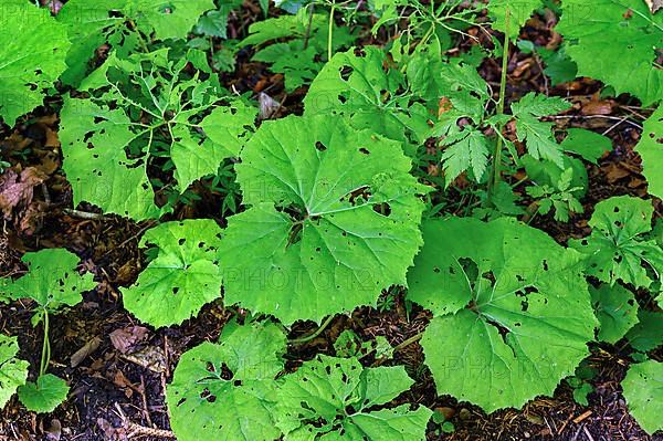 Eaten leaves of the white butterbur,