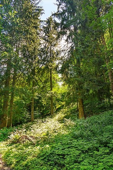 Incidence of light in the forest with forest lady fern,