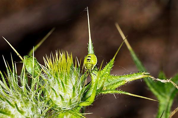 Two green shield bugs,