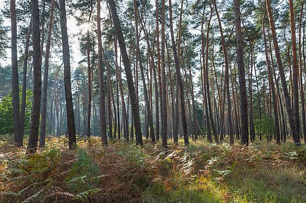 Pine forest, Nature Reserve