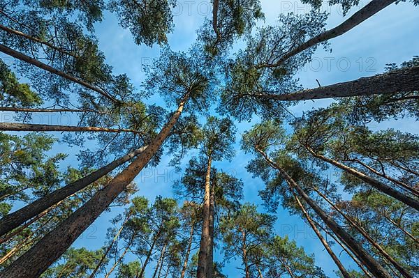 Pine forest, Nature Reserve