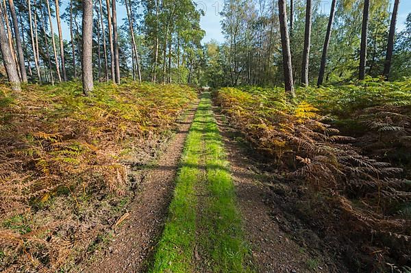 Footpath in pine forest, Nature Reserve