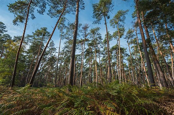 Pine forest, Nature Reserve