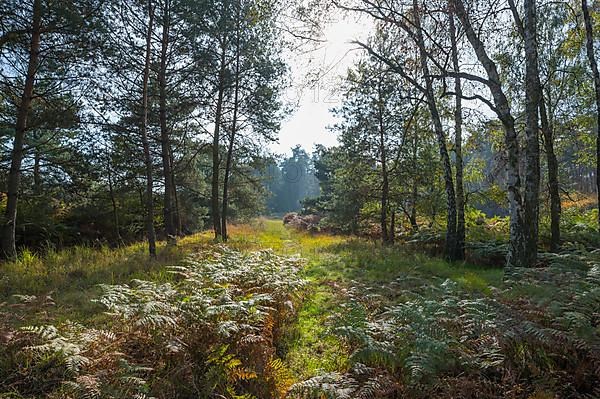 Pine forest, Nature Reserve