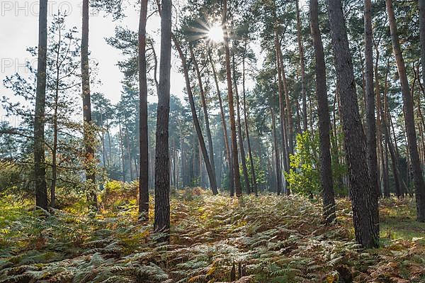 Pine forest with sun, Nature Reserve