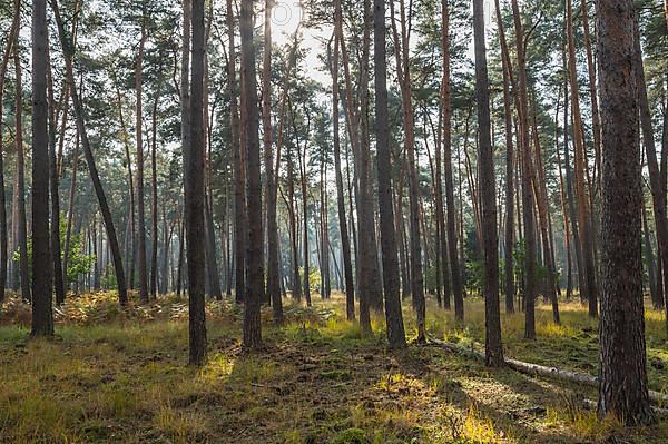 Pine forest with sun, Nature Reserve