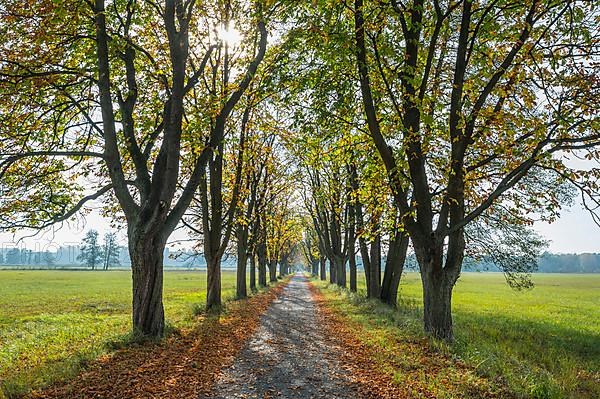 Tree Allee with sun in autumn, Nature Reserve