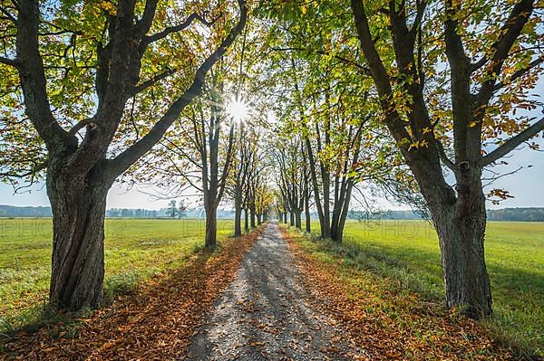 Tree Allee with sun in autumn, Nature Reserve