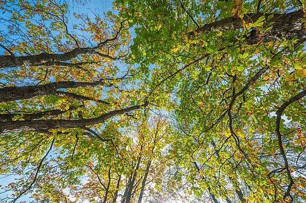 Chestnut tree in autumn, Nature Reserve