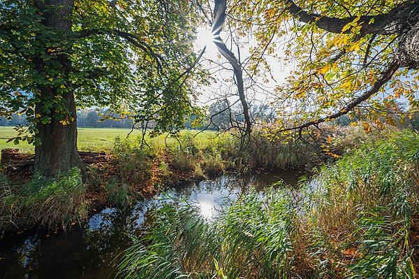 Chestnut tree on creek with sun in autumn, Nature Reserve