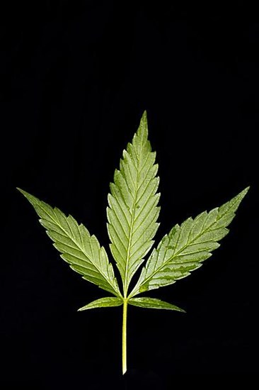 A hashish leaf,