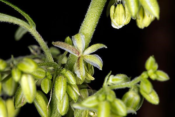 Hemp flowers,