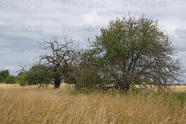 Gnarled old fruit trees on a former sewage field of the Berlin city estates near Ruhlsdorf, Teltow city