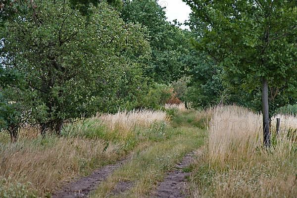 Path on a former sewage field of the Berlin city estates near Ruhlsdorf, city of Teltow