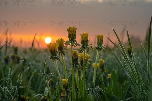 Macro shot of a dandelion flower with water drops at sunrise in the Black Forest, Germany