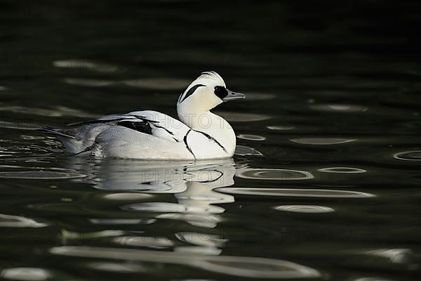 Smew,