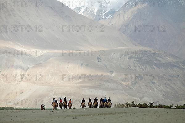 Riders on Bactrian camels in the Nubra Sand Dunes, Leh District