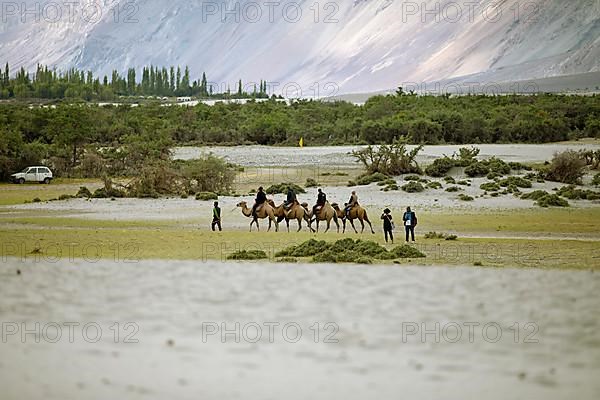 Riders on Bactrian camels in the Nubra Sand Dunes, Leh District