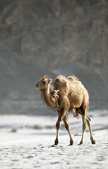Bactrian camel,