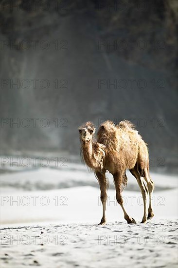 Bactrian camel,