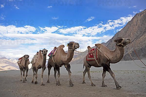 Bactrian camels,