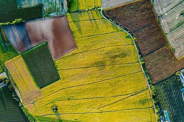 Aerial View of corn field, vineyard