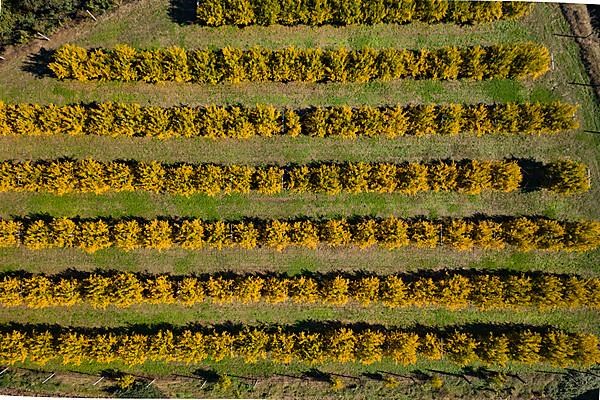 Aerial View of orchard of pomegranate trees,