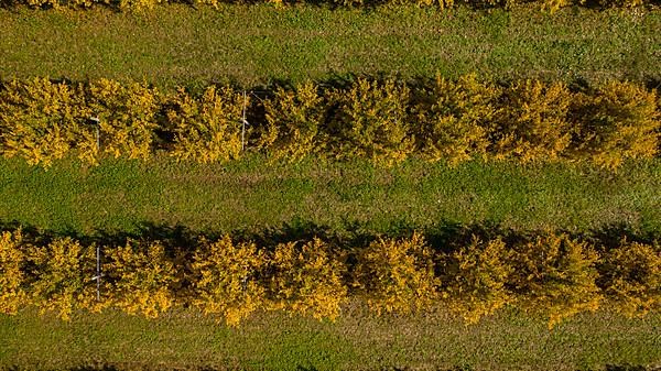 Aerial View of orchard of pomegranate trees,