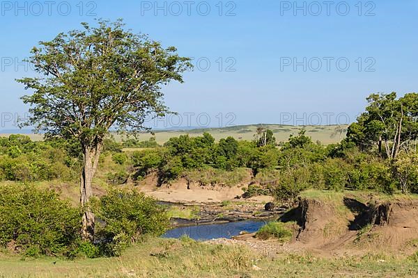 Masai Mara landscape with River, Masai Mara National Reserve