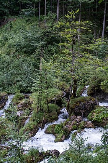 Torrent in Hartelsgraben, Gesaeuse National Park